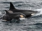 Three weeks into their journey across the globe, the Butler’s woke to see dozens of orcas surrounding their boat.