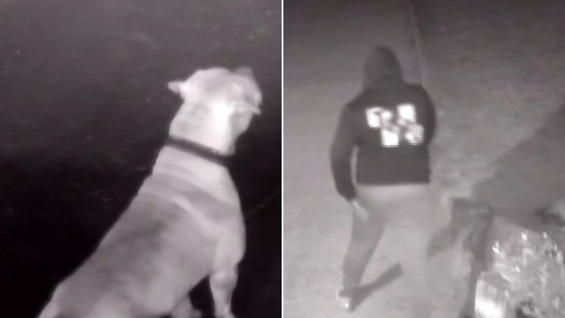 Her dog Batman tries to protect her, biting one of the intruders on the leg.