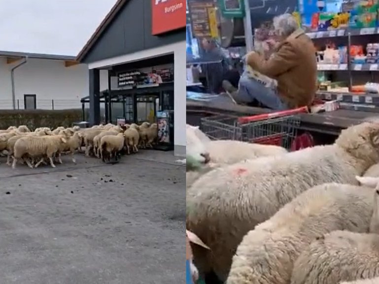 About 50 sheep stormed into a German supermarket.
