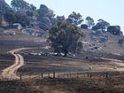Paddocks are littered with the remains of animals and livestock that could not escape the bushfires. (James Ross/AAP PHOTOS)