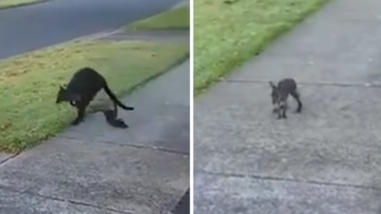 A joey has been flung from her mother’s pouch on a suburban street in Victoria.