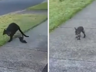 A joey has been flung from her mother’s pouch on a suburban street in Victoria.