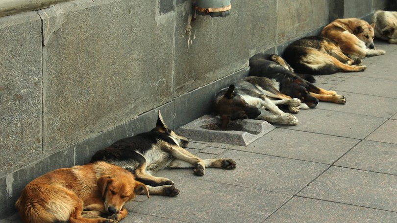 About 300 stray dogs were killed in just three days.