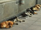 About 300 stray dogs were killed in just three days.