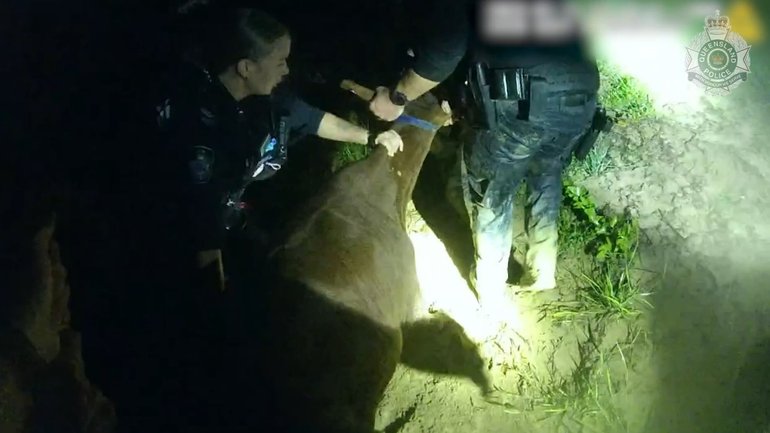 As ex-tropical cyclone Koji continues to cause havoc in Queensland’s northeast, police have been called on to rescue an unlikely suspect. 