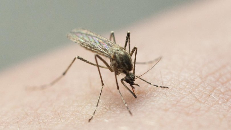 NSW Health is urging people to protect themselves against mosquito bites after a probable rare brain virus case has been detected. 