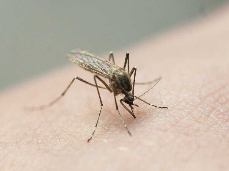 NSW Health is urging people to protect themselves against mosquito bites after a probable rare brain virus case has been detected. 