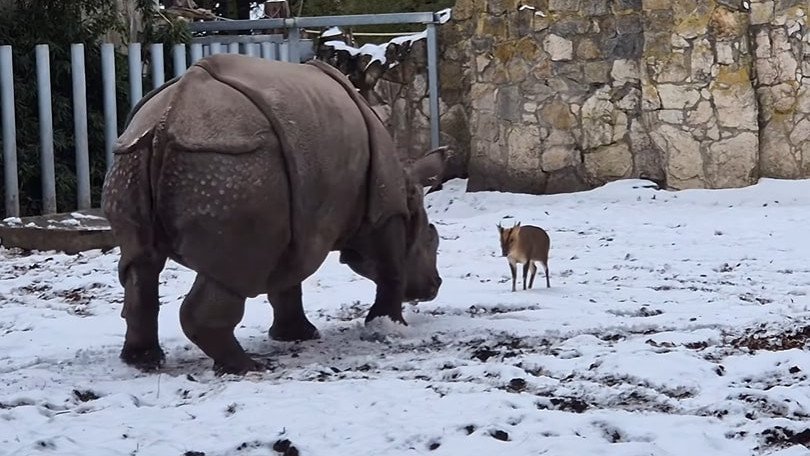 Tiny deer takes on 2000kg Rhino at Polish zoo
