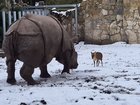 Tiny deer takes on 2000kg Rhino at Polish zoo