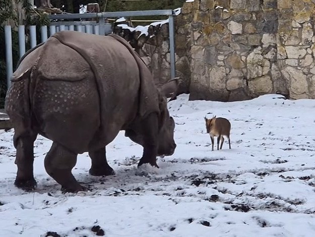 Tiny deer takes on 2000kg Rhino at Polish zoo