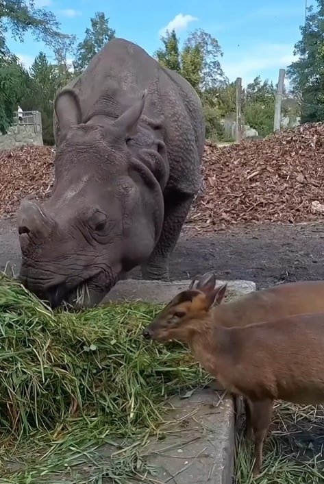 Mundzak and Maruska remain friends despite their tussle, and were pictured munching on some hay together.