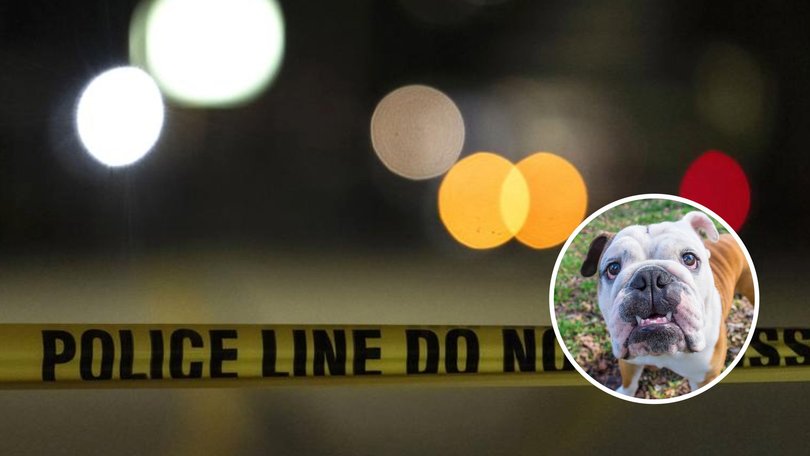 A three-year-old boy has been mauled to death by his grandmother’s American bulldog.