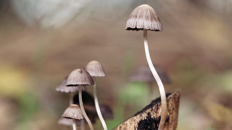 In the billion-dollar race to commercialise psychedelic medicine, psilocybin, a naturally occurring hallucinogen better known as magic mushrooms has decisively pulled ahead of the pack.