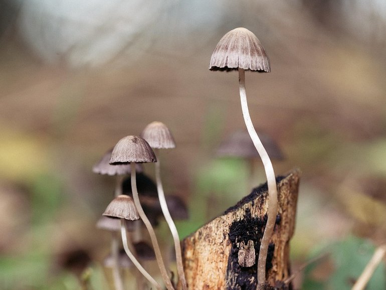 In the billion-dollar race to commercialise psychedelic medicine, psilocybin, a naturally occurring hallucinogen better known as magic mushrooms has decisively pulled ahead of the pack.
