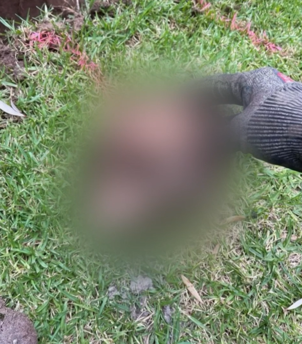 Human remains were found in the backyard of a holiday home during plumbing works.