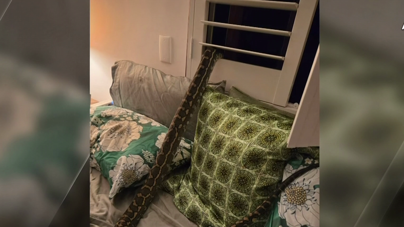 Brisbane woman wakes to find massive python curled up on top of her