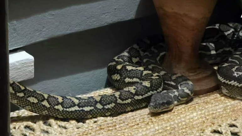 Brisbane woman wakes to find massive python curled up on top of her