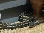 Brisbane woman wakes to find massive python curled up on top of her