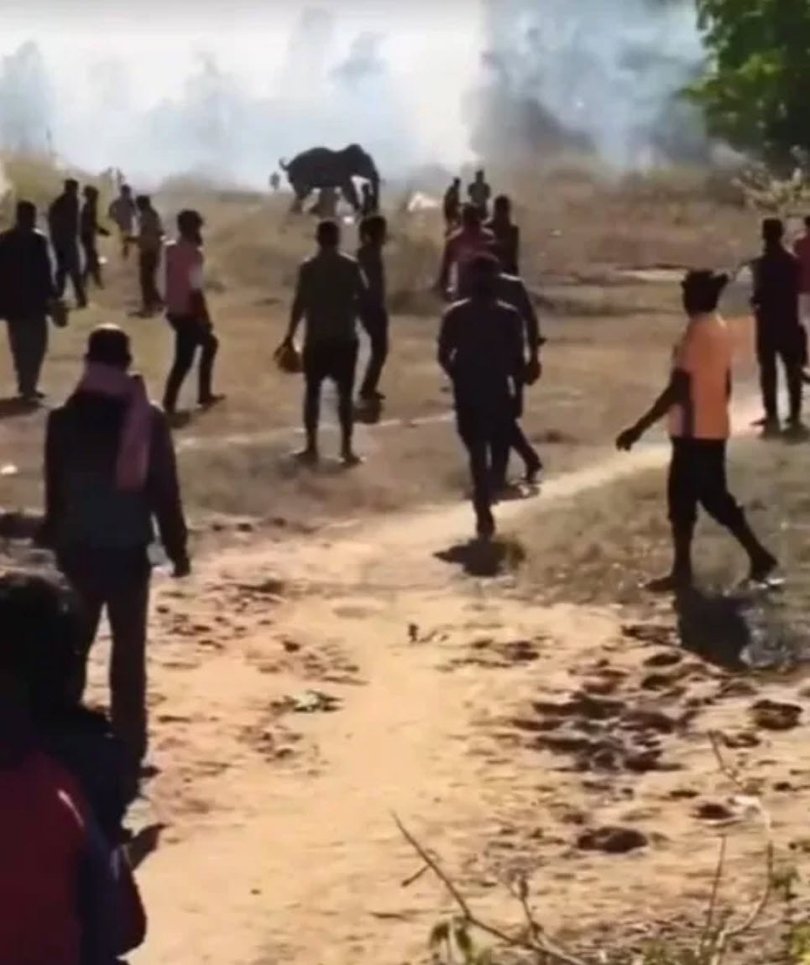 It is believed the elephant is experiencing musth – a state where male elephants experience an extreme testosterone surge that causes intense aggression, restlessness, and heightened sexual drive.