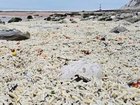 A popular beach has become the unlikely resting place of tens of thousands of uncooked chips - with beachgoers left puzzled as to where they came from.