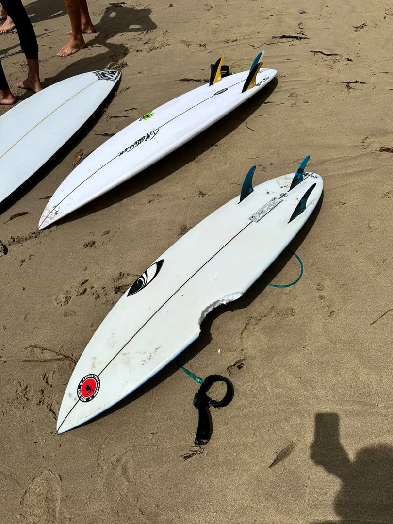 A shark took one clean bite out of a young surfer’s board at Dee Why on Monday. 