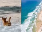 K’gari island has seen an escalation of dingo activity’ in recent years, according to it’s local mayor, as police probe the death of a Canadian backpacker.