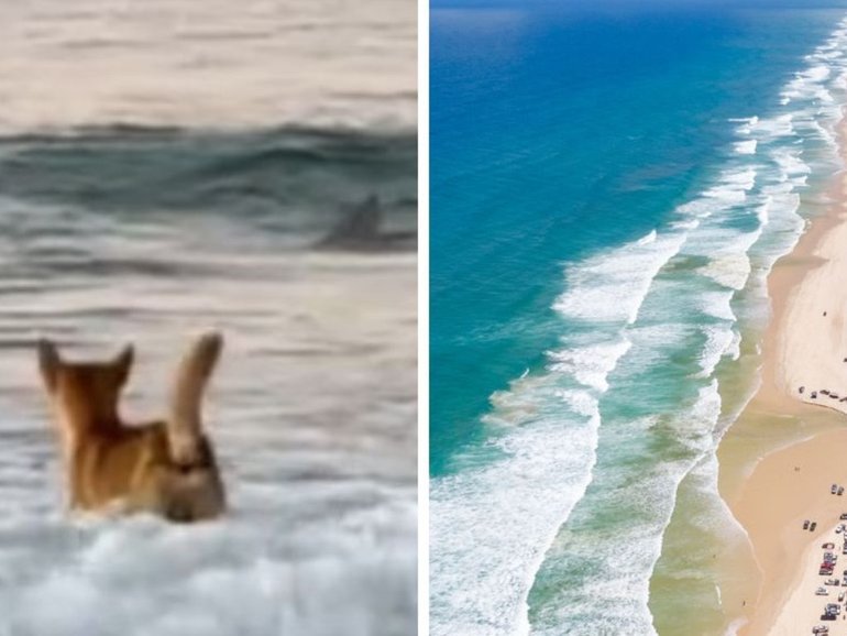 K’gari island has seen an escalation of dingo activity’ in recent years, according to it’s local mayor, as police probe the death of a Canadian backpacker.