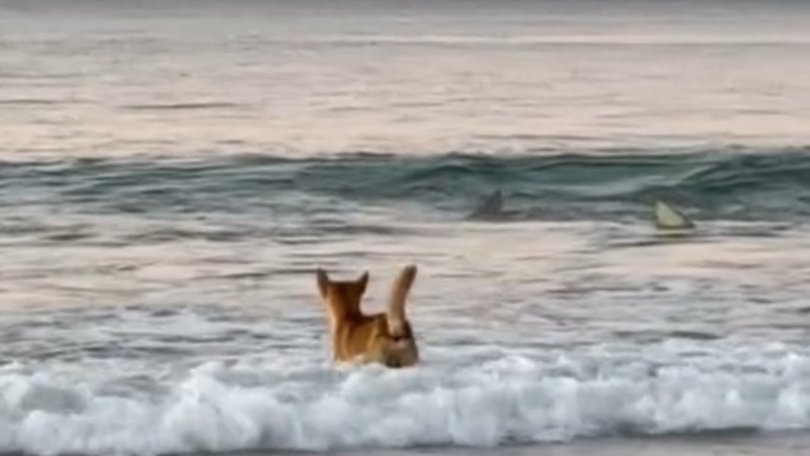 The dingo can be seen approaching the circling sharks in shallow waters off K'gari.