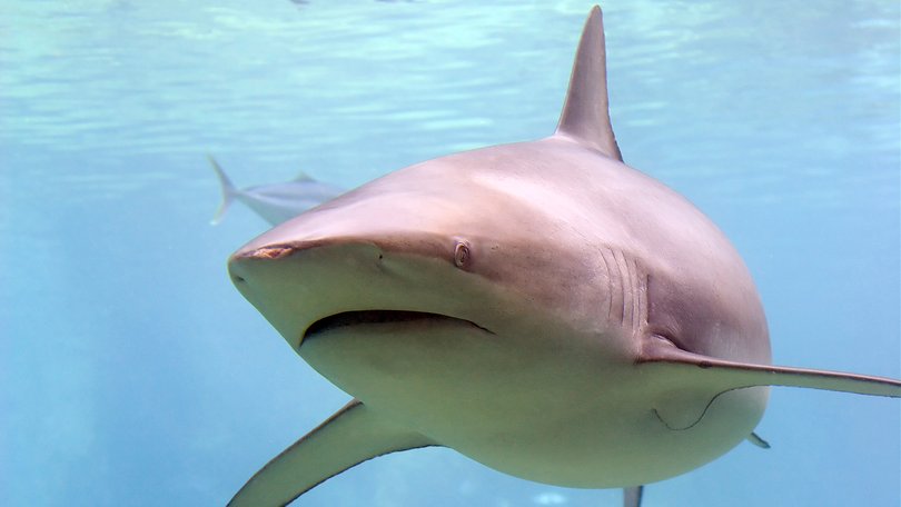 Surfers spotted a group of sharks before one of the ocean predators launched an attack.