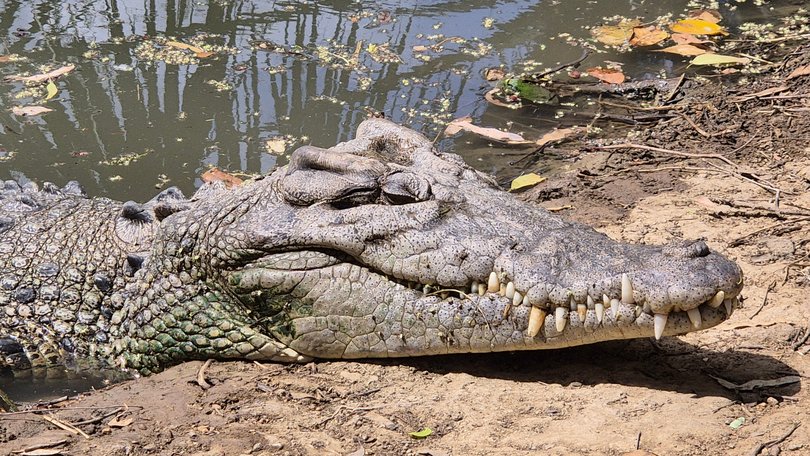 The man in his 20s sustained bites to his lower back, upper legs and hand.