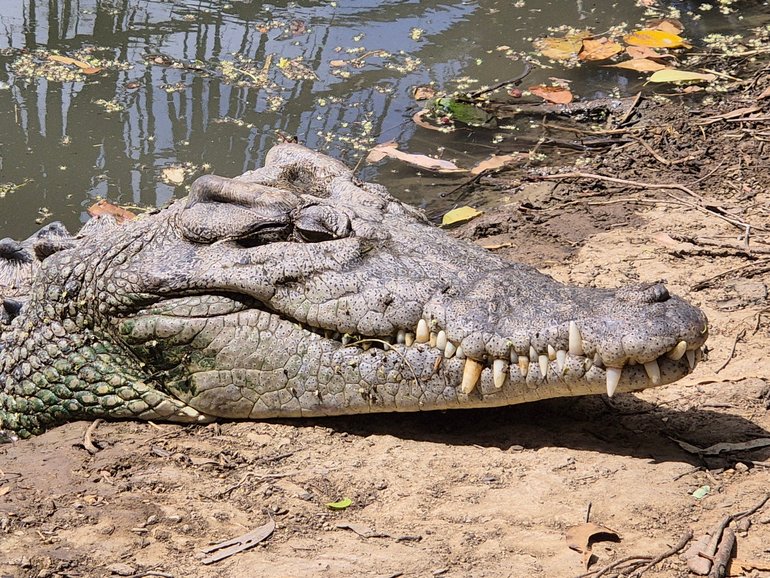 The man in his 20s sustained bites to his lower back, upper legs and hand.