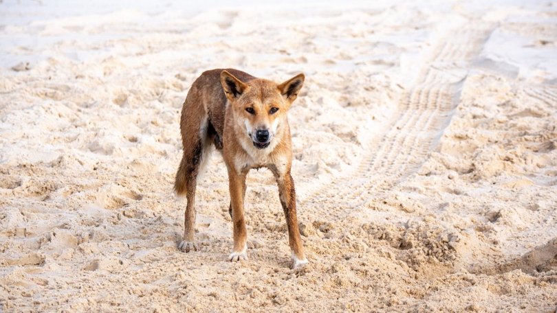 The body of a Canadian woman has been found at a popular Queensland tourist destination.