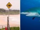 Australian governments are being urged to rethink their approach to protecting people from sharks.