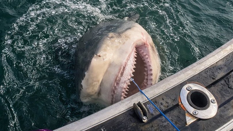 A local fisherman has warned that multiple shark attacks in recent days is ‘not a wrong place, wrong time thing’, after he pulled a whopping 200kg bull shark from a popular Sydney swimming spot.