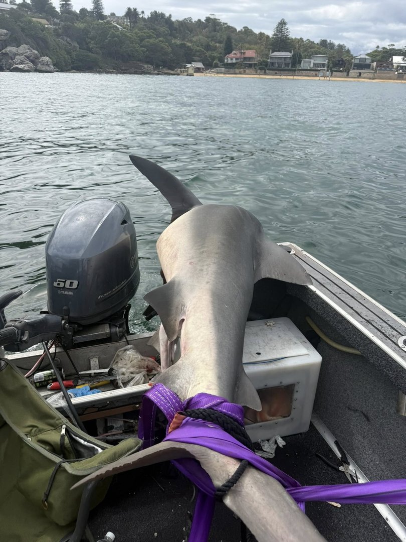 Mr Nancarrow spotted the huge shark swimming alongside a “much bigger” female.