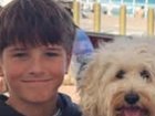 Nico Antic, 12, was jumping into the water from a six-metre rock ledge at Nielsen Park, in Sydney's eastern suburbs, at about 4.20pm on Sunday when he was mauled by a suspected bull shark. 