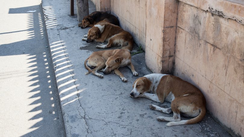 About 100 stray dogs are believed to have been unlawfully killed in a village near Hyderabad, India.