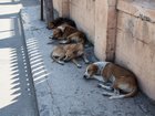 About 100 stray dogs are believed to have been unlawfully killed in a village near Hyderabad, India.