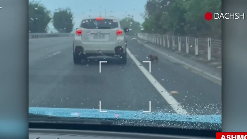 The sausage dog has gone viral for his chaotic escape.