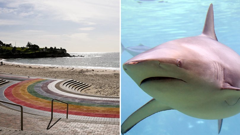 A bull shark has been spotted near Coogee Beach in Sydney.