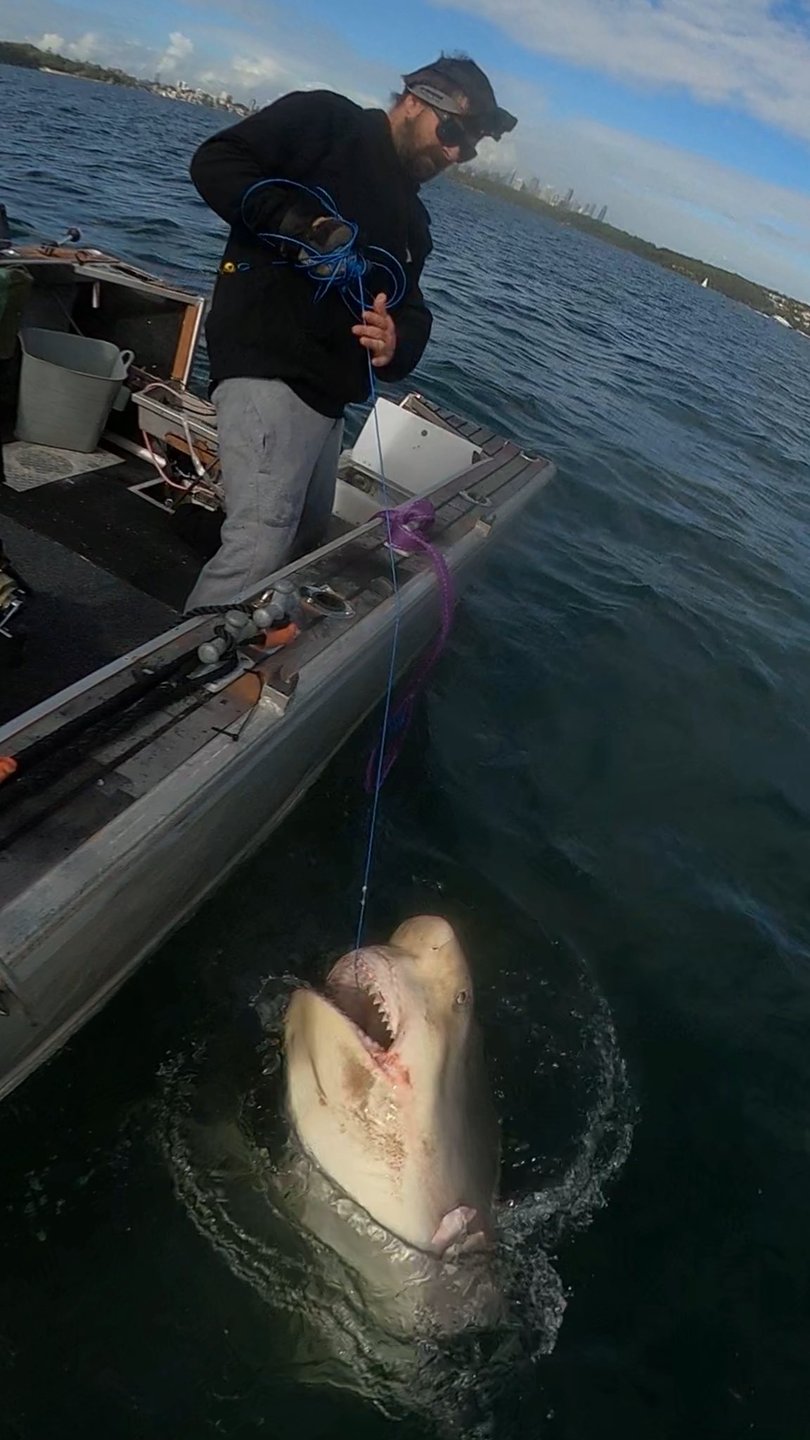 Hunter shark jaw restoration