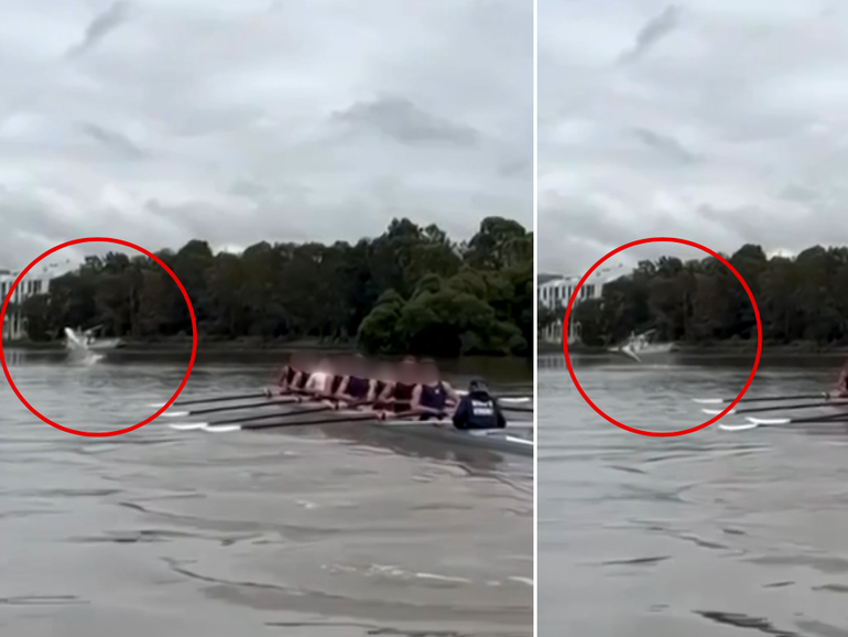 The shark is seen in the video leaping from the river and twisting mid-air before splashing back into the water.