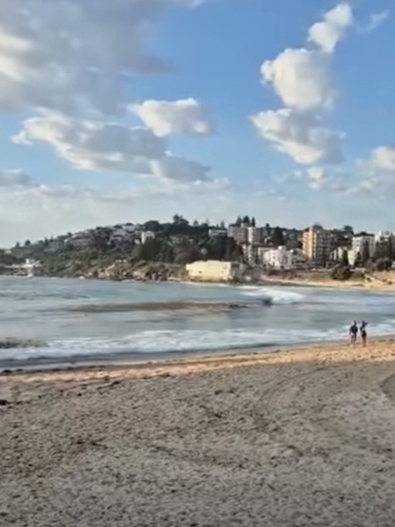 Sharks have been spotted along Sydney this week.