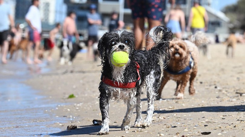 Beaches in Melbourne were crowded earlier, with even the dogs finding ways to cool off, including Benny the shitzu toy poodle at Port Melbourne dog beach. Picture: Josie Hayden