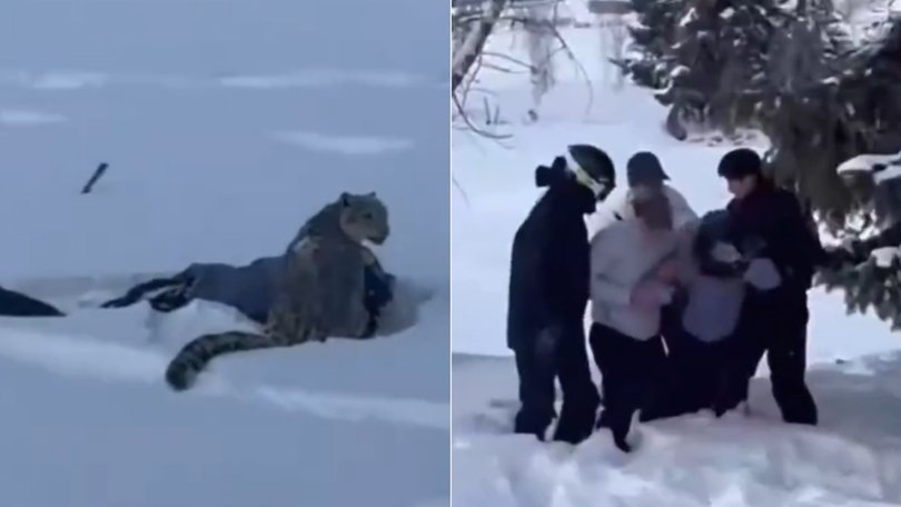 A skier was mauled by a snow leopard after getting too close for a picture.