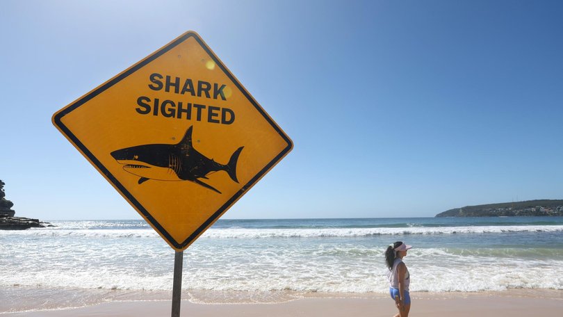 Alarms sounded at Coogee Beach after a shark was seen in the waters.