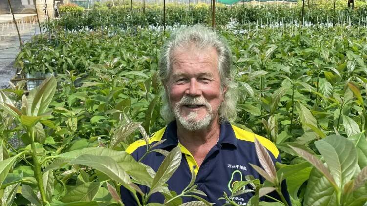 Avocado nurseryman Graham Anderson (AM), Duranbah on the Tweed pictured in his Avocado crops. Picture via ACM The Land
