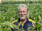 Avocado nurseryman Graham Anderson (AM), Duranbah on the Tweed pictured in his Avocado crops. Picture via ACM The Land