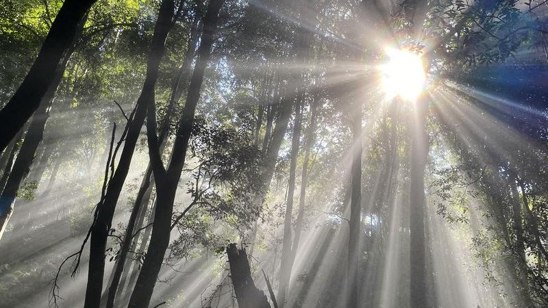 A teen boy's body has been found in a creek in Blue Gum Forest at the Blue Mountains National Park.