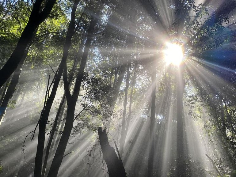 A teen boy's body has been found in a creek in Blue Gum Forest at the Blue Mountains National Park. 